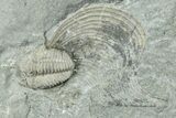 Flexicalymene Trilobite With Brachiopods - Mt Orab, Ohio #254747-2